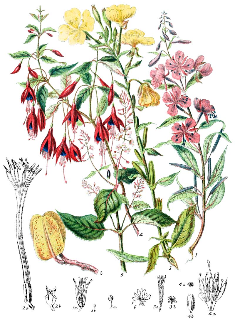 Plants of the Onagraceae